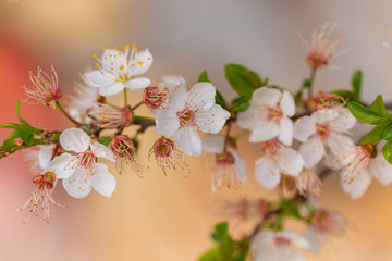white Cherry blossoms against a blurred background. Spring blooming tree. close up