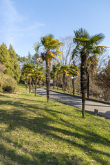 Dendrarium of Sochi, alley of mayors (palms)
