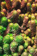 Obraz premium Sedum reflexum Angelina or sedum rupestre Angelina. Pattern made of low growing succulent plants, green and purple color. Sunny day, spring plant background.