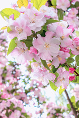 Pink begonia flowers blooming in spring