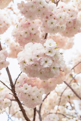 Beautiful pink white cherry blossoms blooming in spring