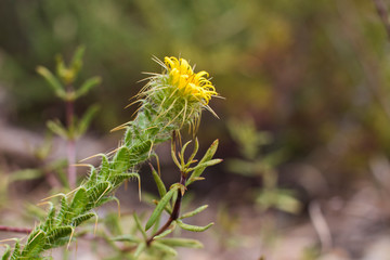 Closeup of a Daisy, small yellow prickly fynbos flower (Oedera capensis)