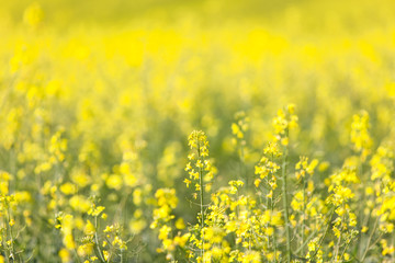 Obraz premium Field of yellow flowering oilseed rape