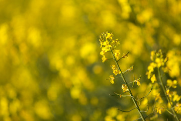 Field of yellow flowering oilseed rape