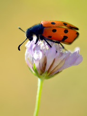 Macro of profile of beetle Mylabris quadripunctata on blue flower