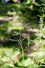 close up of a green grass