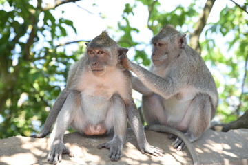 singe