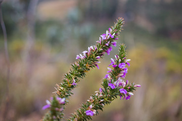 Details of a Muraltia hysteria fynbos plant with small purple flowers and thorny branches