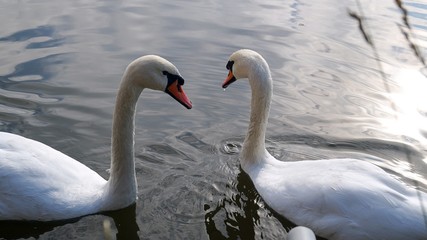 a pair of white swans swimming in a lake