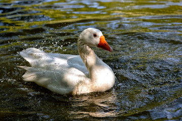 White goose (Anser anser domesticus) on water