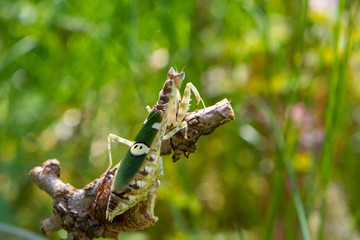 Insekten