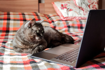 Funny cat pretends to use laptop