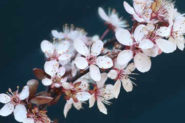 Frühlingsblüten