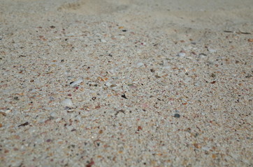 Seashell and coral pieces in Japanese island, Tanegashima.