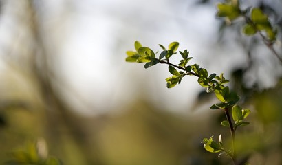 Branchage arbre printemps