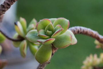 Fototapeta na wymiar Succulant plant closeup of plant head growing on a branch