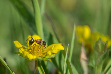 Insekten