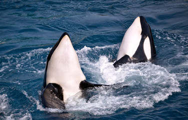 Obraz premium Two killer whales (Orcinus orca) in whirlpool water