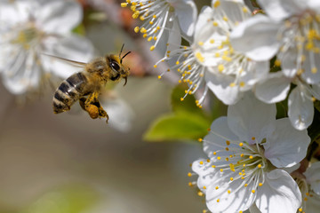 Biene bestäubt eine Blüte