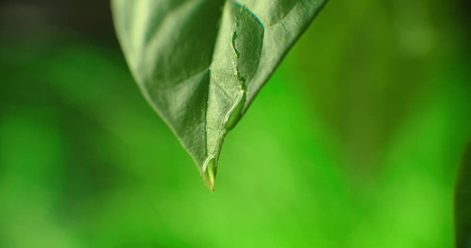 Large beautiful drops of transparent rain water on a green leaf macro. Drops of dew in the morning glow in the sun. Beautiful leaf texture in nature. Natural background.