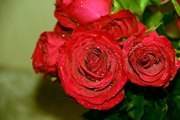 A bouquet of blooming red roses. Gorgeous flowers on the right.