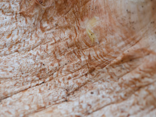 close up of a wooden surface