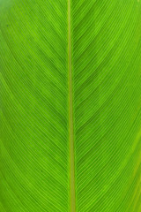 green leaf texture
