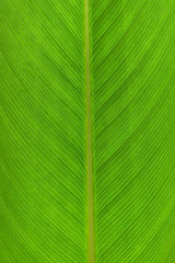 green leaf texture