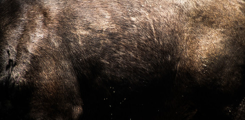 An African buffalo hide.