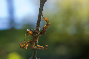 exotische Insekten im Wald