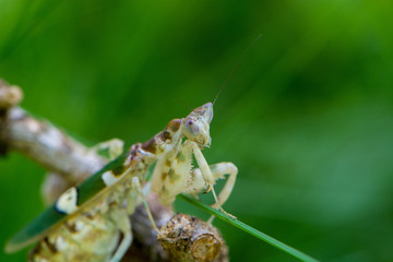 exotische Insekten im Wald