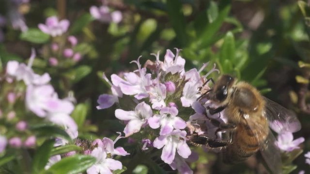 Bee sucks nectar and collects pollen from a thyme flower. Macro video of thyme flowers with a bee. Aromatic plant.