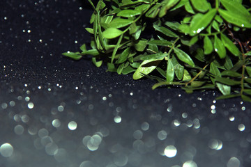 Branches with leaves on a black background with dew drops.