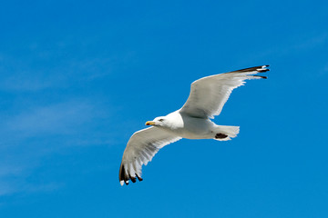 Seagull flying with blue sky background