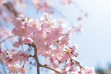 満開の八重桜