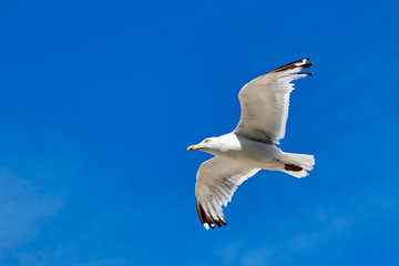 Seagull flying with blue sky background
