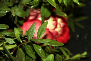 Fototapeta na wymiar Green leaves on a blurred rose background.