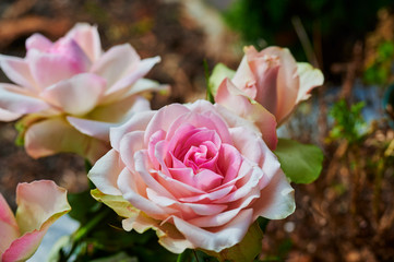 Close-up of a bright pink rose (genus Rosa) in the sunshine.