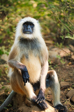Indian common Gray langur or Hanuman langur monkey ape eating grass and looking around in jungle. Ranthambore national park, Rajasthan, India