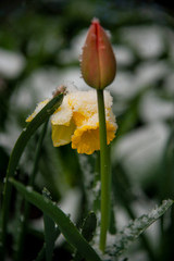 yellow narcissus and red tulip covered by snow.  Spring. 