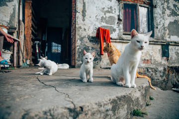 Stray cats living in poor conditions. Cat population out of control. Spay and neuter concept image.