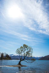 Stunning image of the famous Wanaka tree with the snowy Mount Cook in the background taken on a...