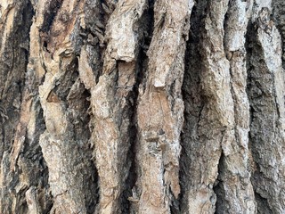 Closeup of tree trunk bark.