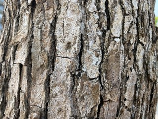 Closeup of tree trunk bark.