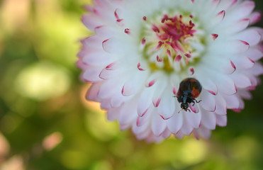 ladybird on flower in the garden