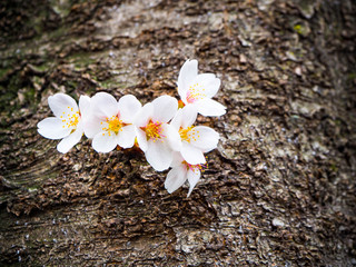 木の幹から一列に並んで咲いた美しい日本の桜