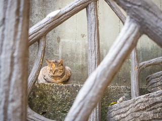 階段手摺の向こう側に見えるかわいらしい猫