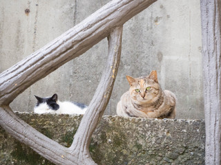 階段手摺の向こう側に見えるかわいらしい猫