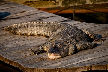 american alligator 