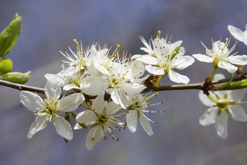 Obraz na płótnie Canvas White blossom of an apple tree